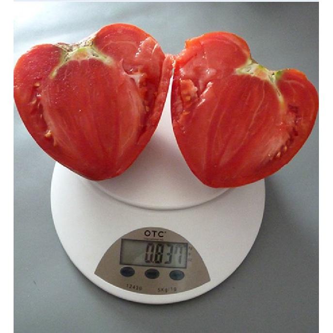 Hạt giống cà chua hình trái tim đỏ dể trồng f1-gói 20 hạt-tặng kèm gói phân bón lót