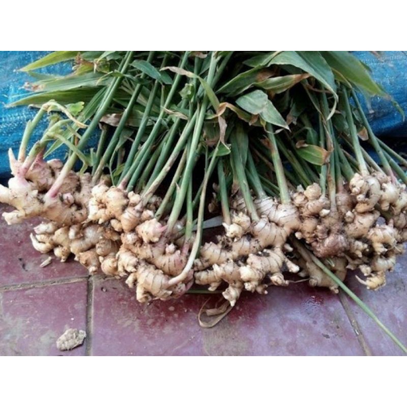 Gừng củ giống