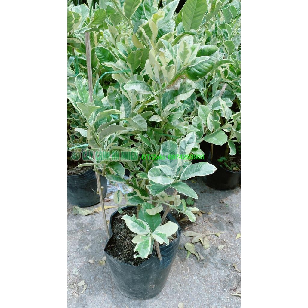 Cây Chanh Cẩm Thạch