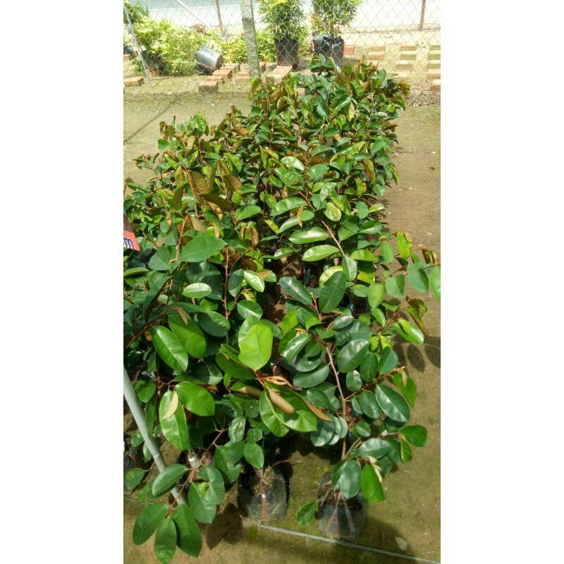 Cây giống vú sữa bơ hồng
