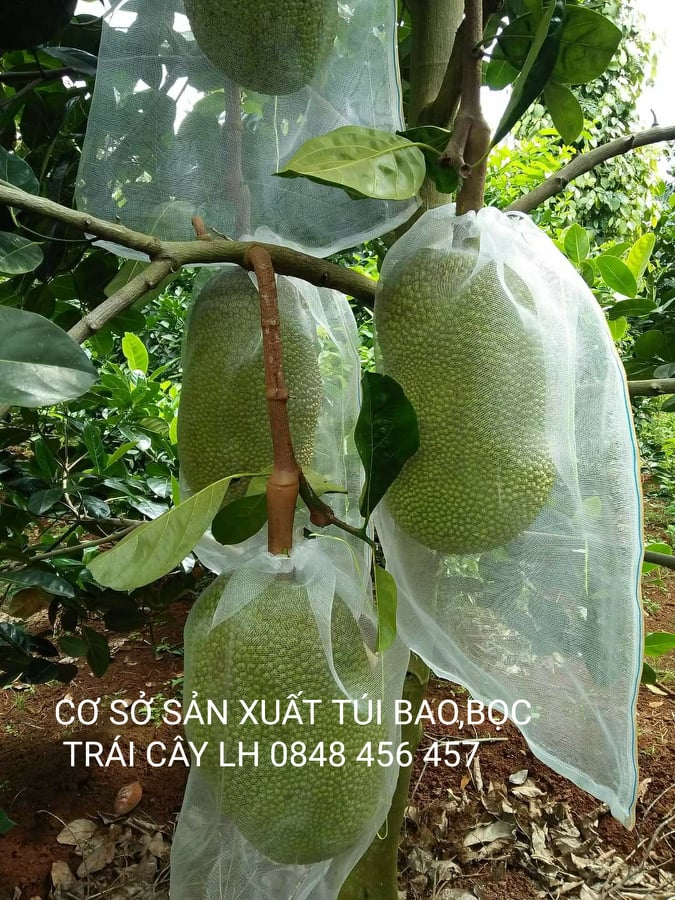 50 CÁI TÚI BAO,BỌC MÍT LƯỚI CƯỚC THÁI LOẠI TỐT 50*70 cm