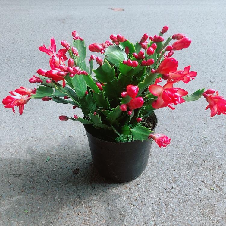 Chậu Cây Càng Cua