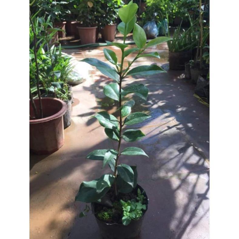 Cây giống hoa trà my cao 40cm
