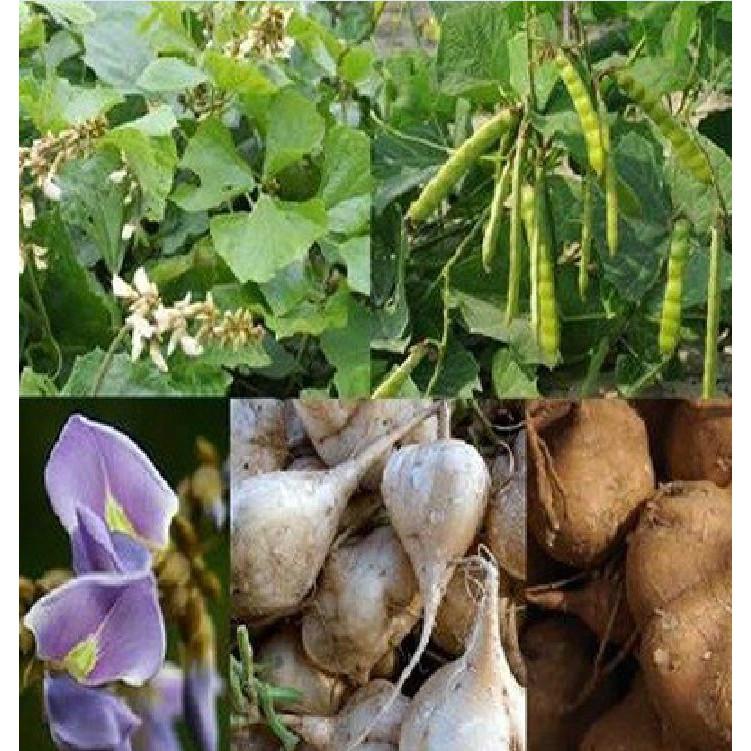 Hạt giống củ đậu cao sản F1