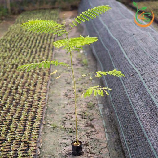 CÂY GIỐNG PHƯỢNG VĨ (Tên gọi khác: cây Phượng Đỏ, cây Xoan Tây, cây Điệp Tây - cây trồng cảnh  ]