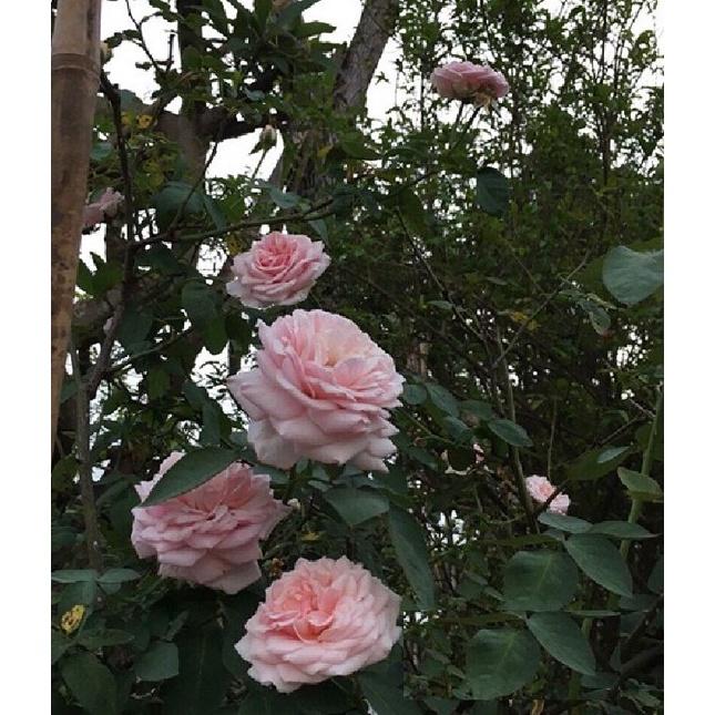 Hạt giống hoa hồng cổ vân khôi KNS3426 - Gói 10 hạt