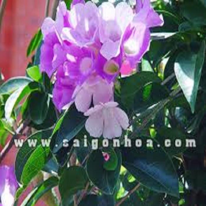 CÂY HOA LAN TỎI LỚN