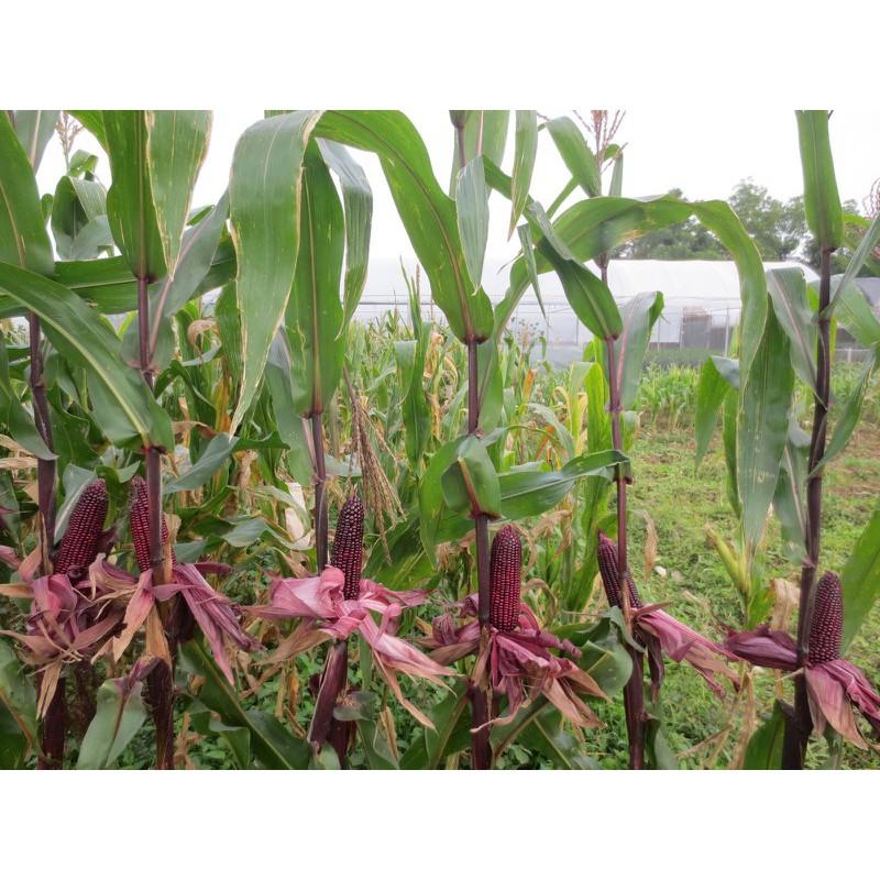 Hạt giống ngô nếp tím Thái Lan _gói 1kg