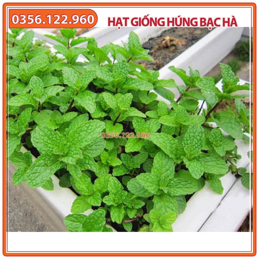 Hạt giống rau húng bạc hà - gói 0,5 gam