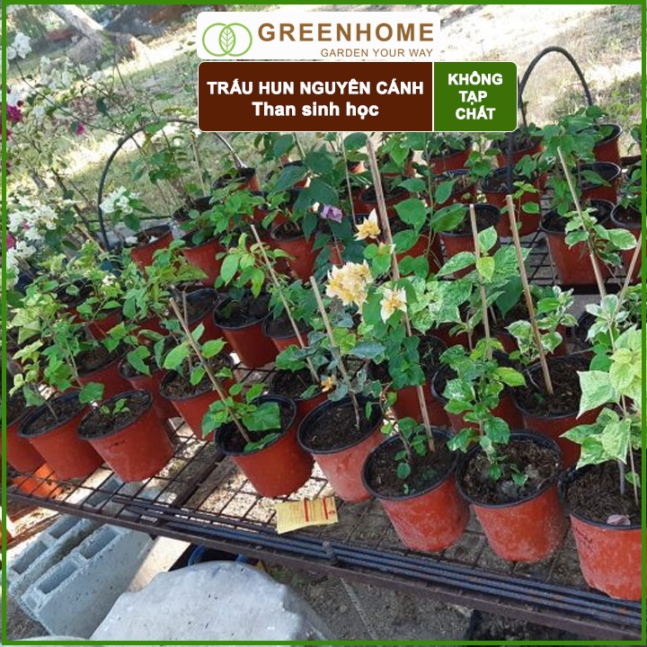 Trấu Hun Greenhome, Bao 5dm3, Sfarm, Giá Thể, Nguyên Cánh Không Lẫn Tạp Chất. Dùng Trồng Thuỷ Canh, Rau Mầm, Ươm Cây Con