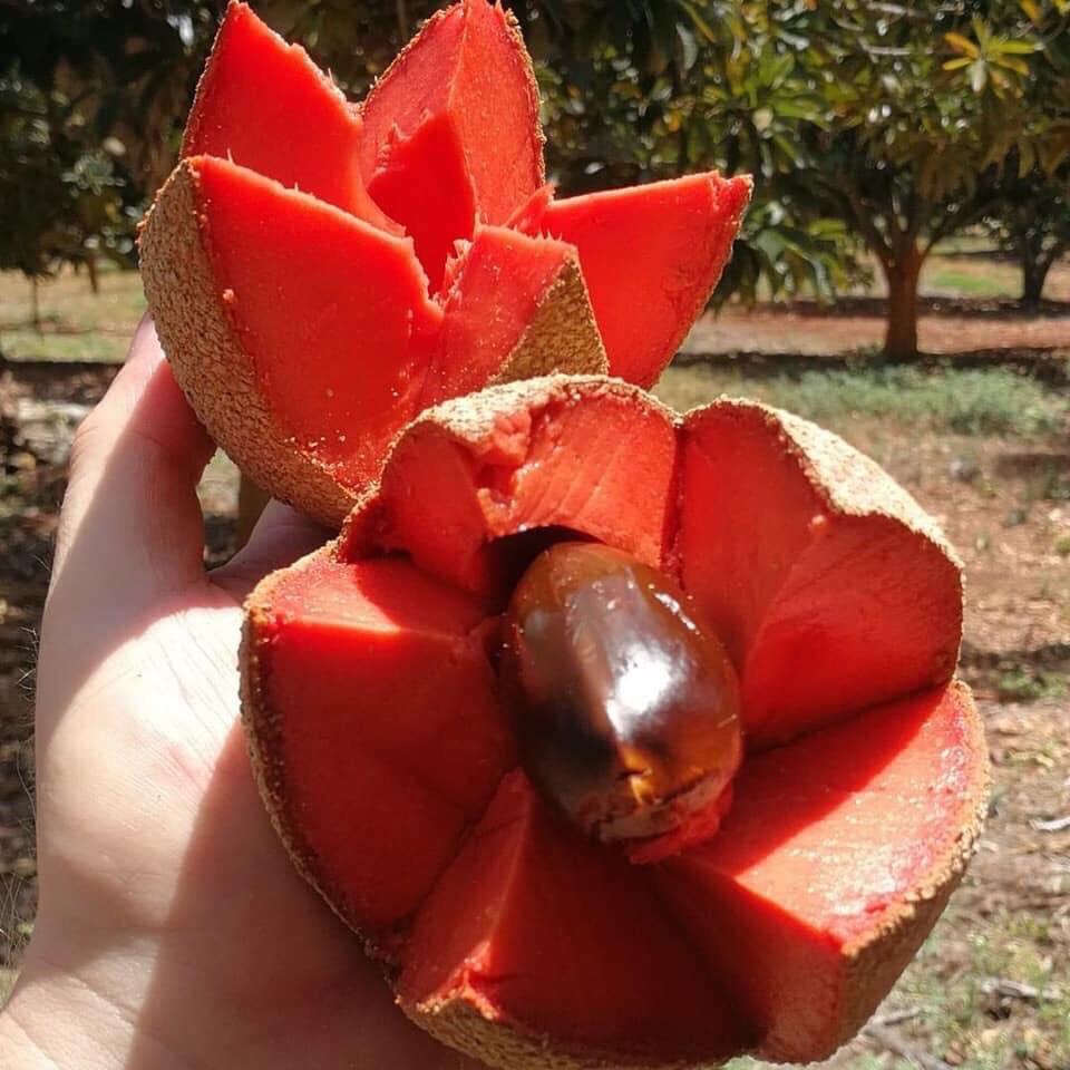 Cây Hồng Xiêm Ruột Đỏ Khổng Lồ