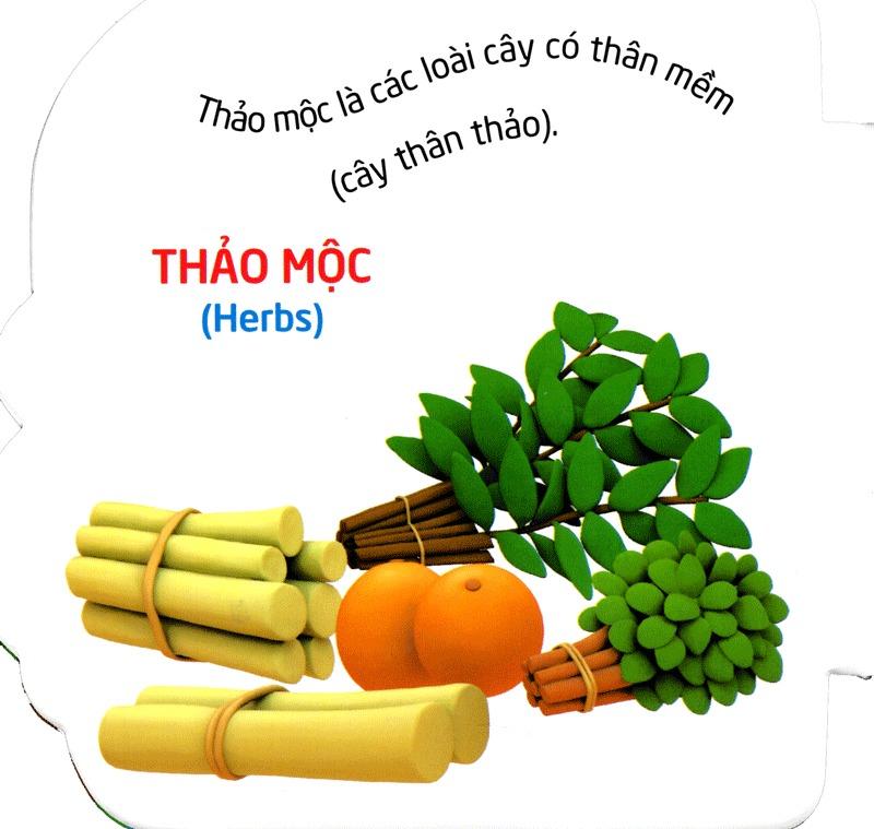 Truyện Cổ Tích Việt Nam Dành Cho Thiếu Nhi - Tấm Cám (Tái Bản 2023)