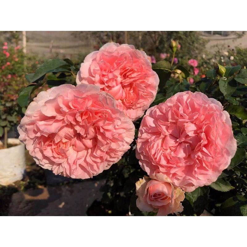 Hoa hồng Miranda rose - hồng bụi, hoa to, thơm
