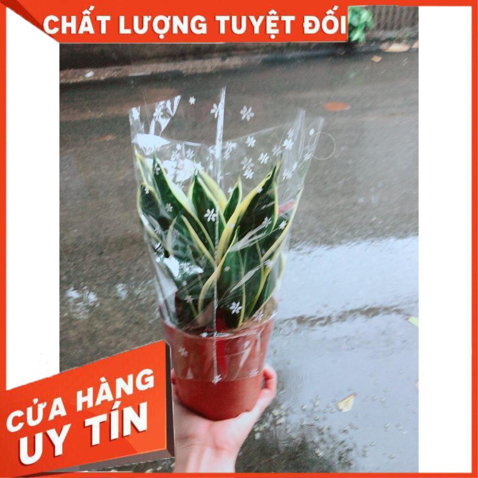 Chậu Lưỡi Hổ Thái Xanh Loại Lớn