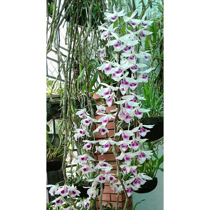 1 BẢNG PHI ĐIỆP LAI TO ĐẸP HÀNG GIEO HẠT
