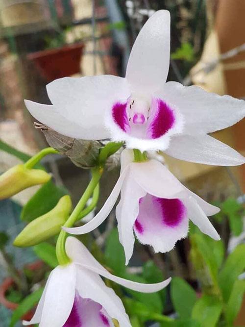 Phi điệp 5 cánh trắng, phi điệp 5 cánh trắng bắc ninh