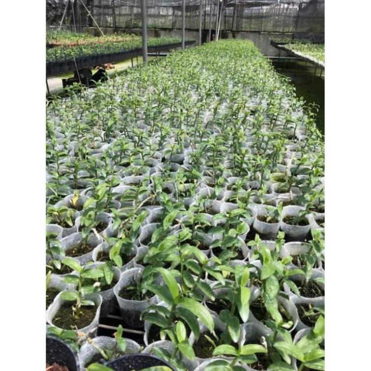 Sản Phẩm hoa phong lan tím cánh bầu