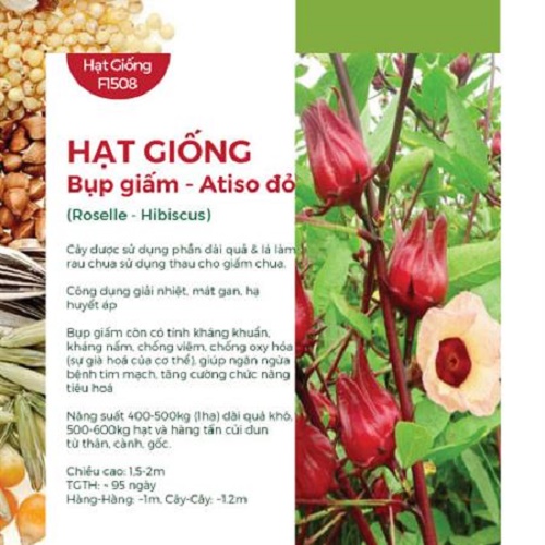 Hạt Giống Bụp Giấm - Atiso Đỏ 602AQ