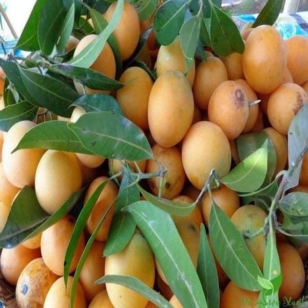 CÂY GIỐNG THANH TRÀ THÁI