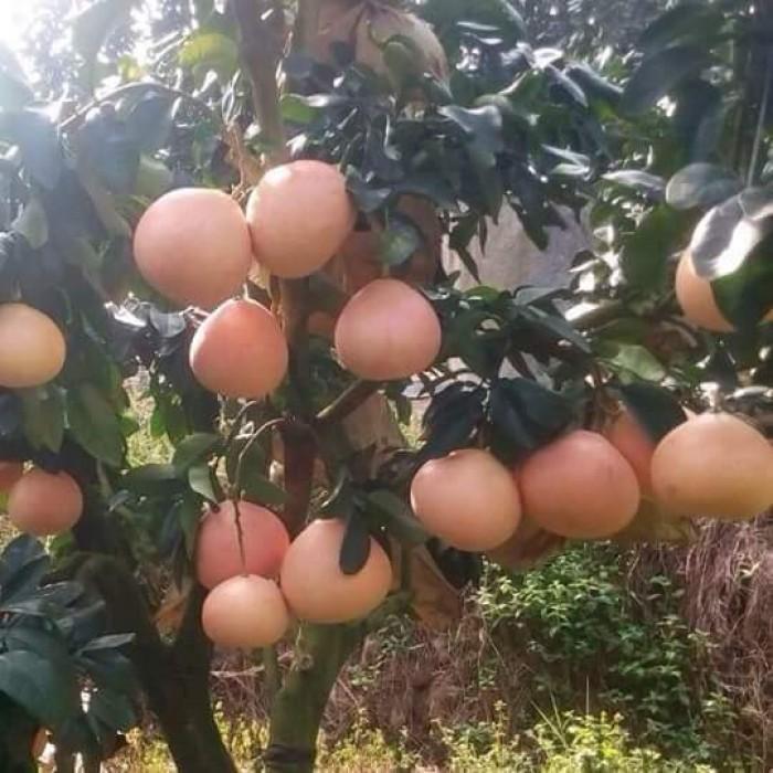 CÂY BƯỞI VÀNG - CÂY GIỐNG F1