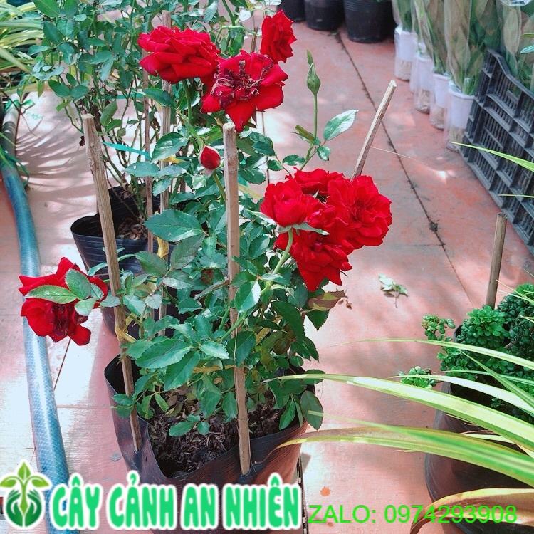 Bụi Hoa Hồng Siêu Nụ