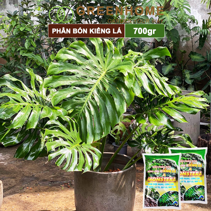 Phân bón kiểng lá Monstera, bao 700gr, đâm chồi mạnh, cứng cây, rễ khoẻ, lá to, dày  Greenhome