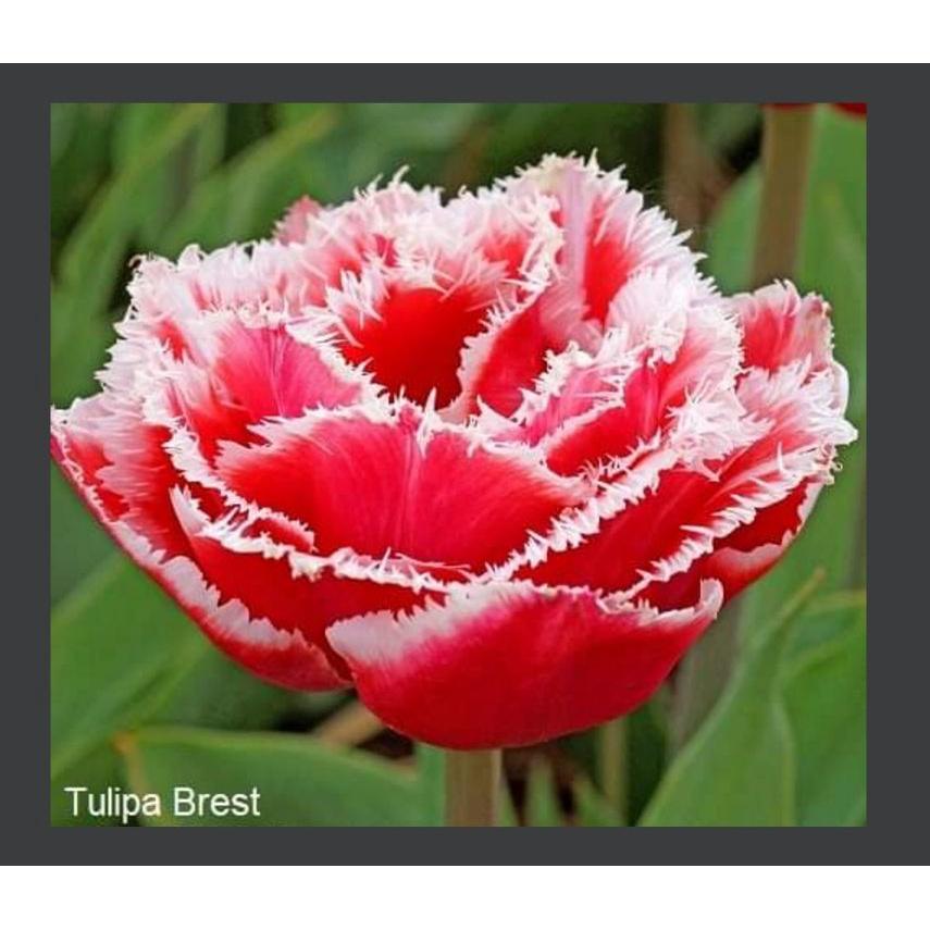 5 củ giống hoa tulip hoa kép màu đỏ