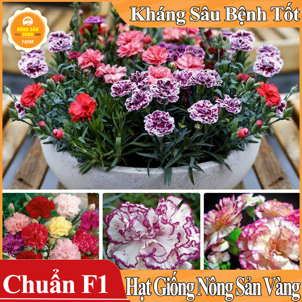 Hạt giống Hoa Cẩm Chướng Kép Mix Màu - Nông Sản Vàng