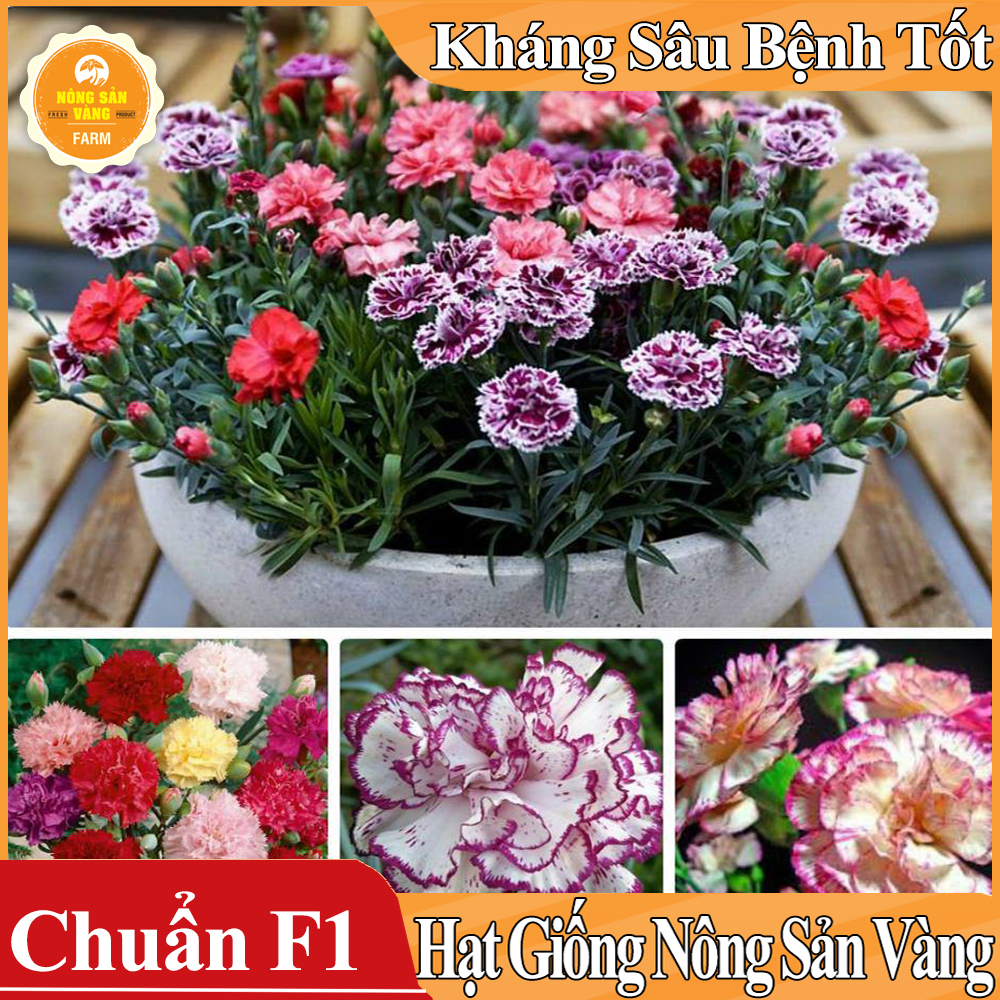 Hạt giống Hoa Cẩm Chướng Kép Mix Màu ( Gói 100 hạt ) - Nông Sản Vàng