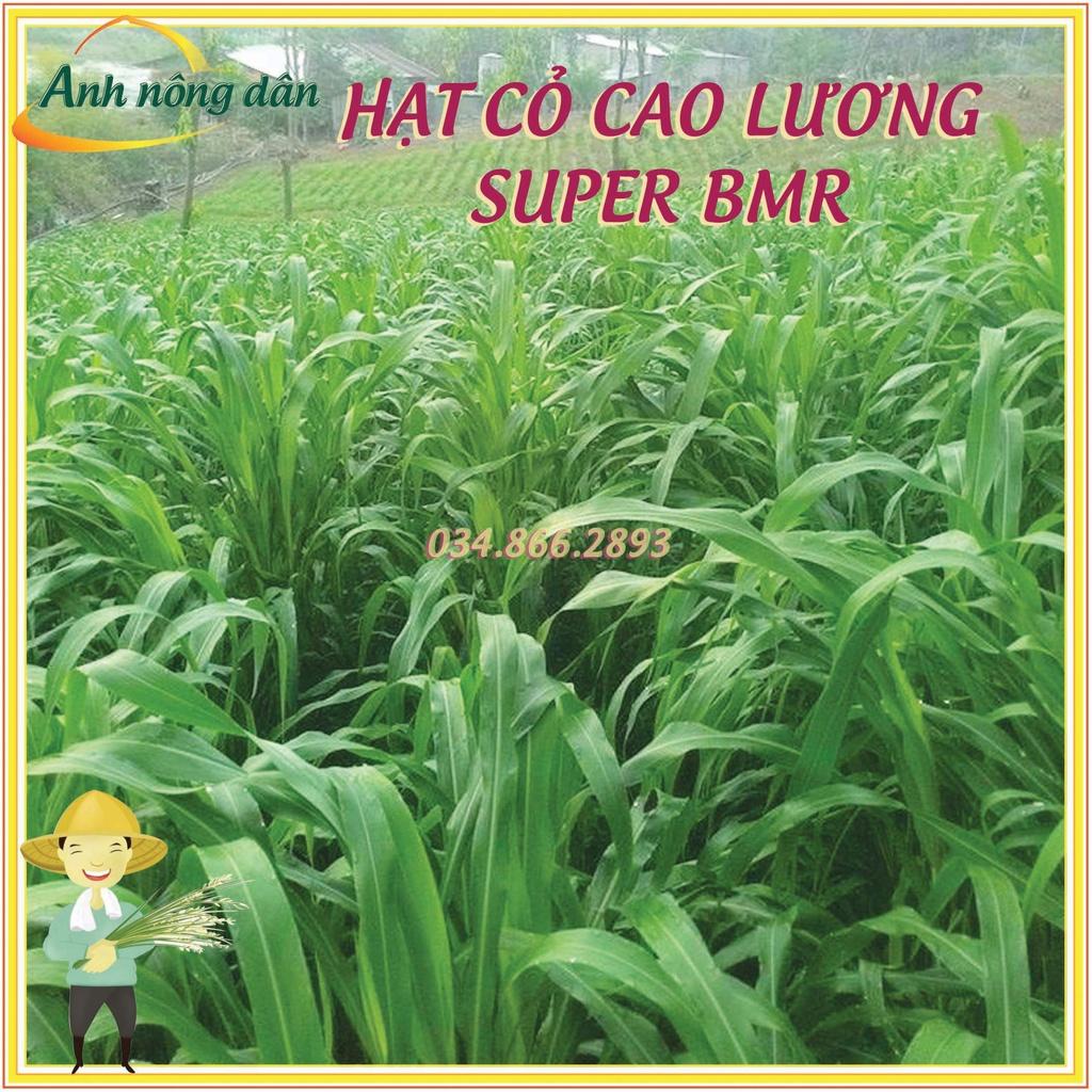 50 gam Hạt giống cỏ cao lương Super BMR - hạt giống cỏ lai sudan Super BMR