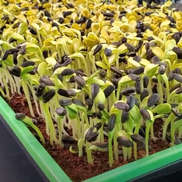 Hạt giống rau mầm hướng dương gói 20gr