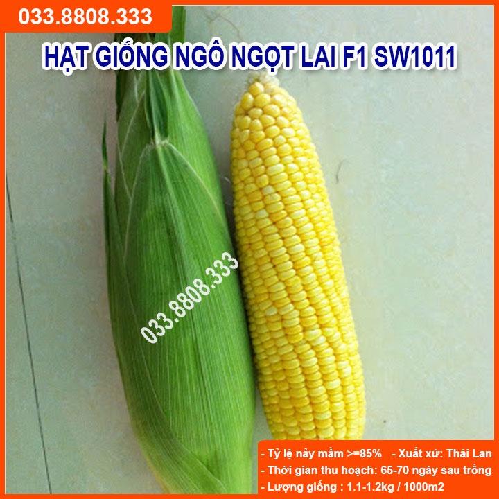 Hạt Giống Ngô Ngọt Việt Thái SW1011 ( Gói 100gram) -Bắp Ngô Siêu Năng Suất