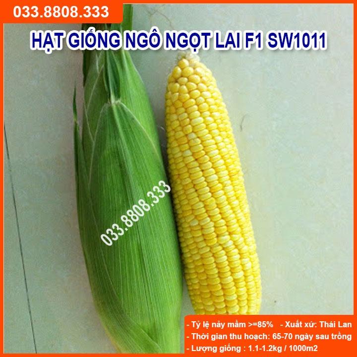 Hạt Giống Ngô Ngọt Việt Thái SW1011 - Ngô Siêu Năng Suất
