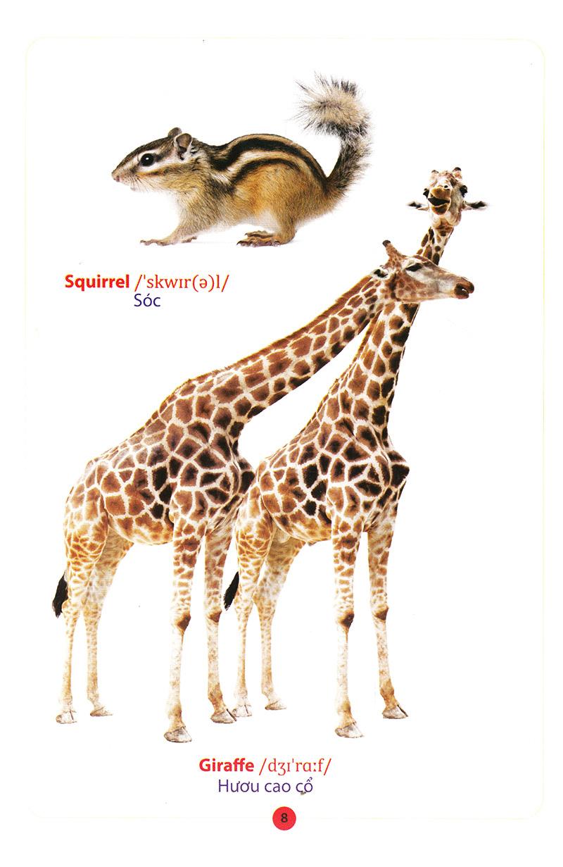 Từ Điển Anh - Việt Bằng Hình: Động Vật (Dành Cho Trẻ Từ 2 - 6 Tuổi)