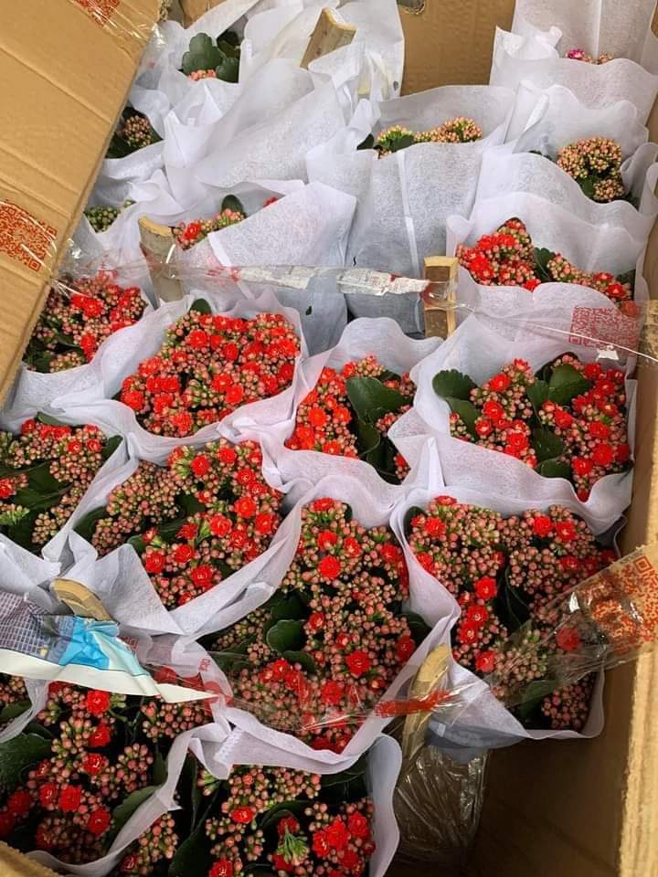 Cây hoa trường sinh hay cây hoa bỏng