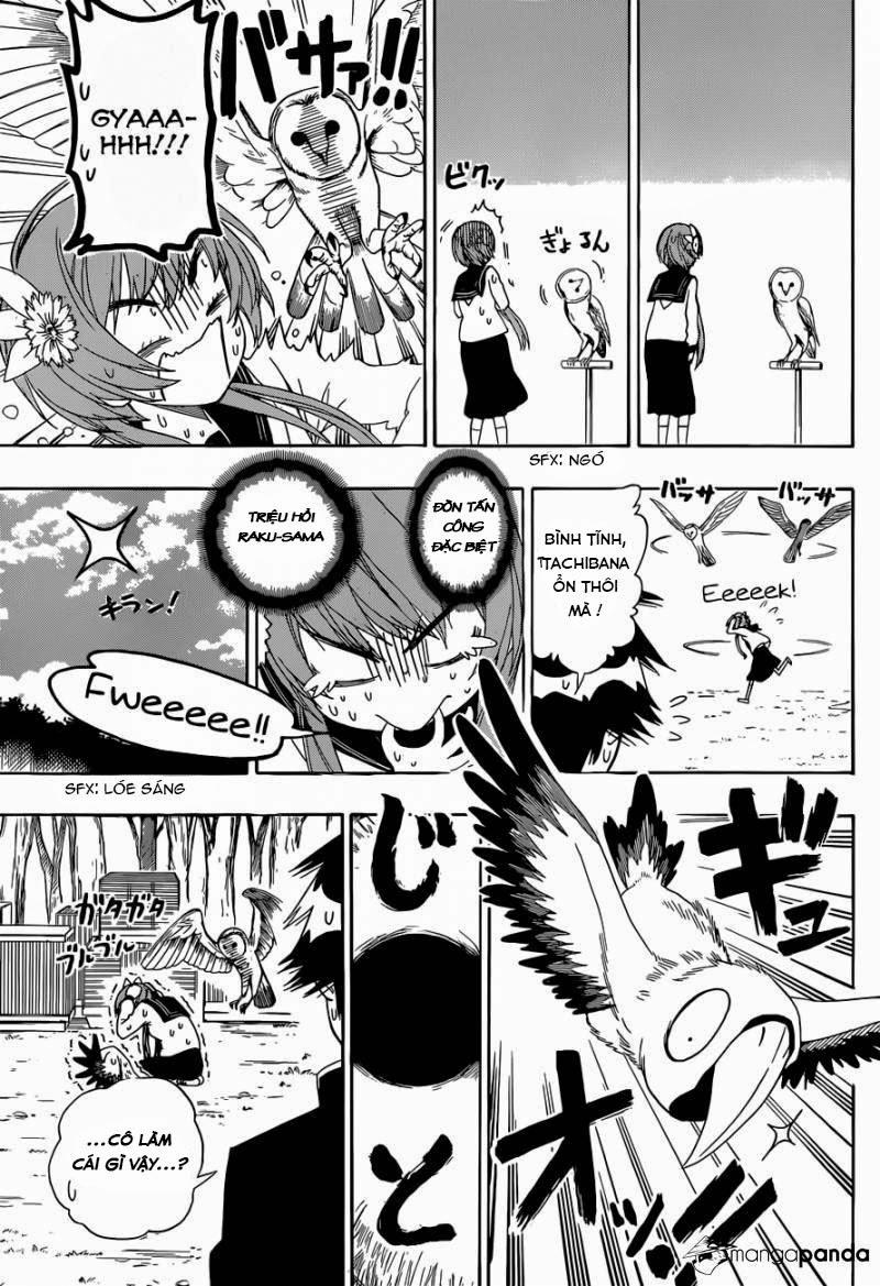 nisekoi - tình yêu giả tạo chapter 142 9