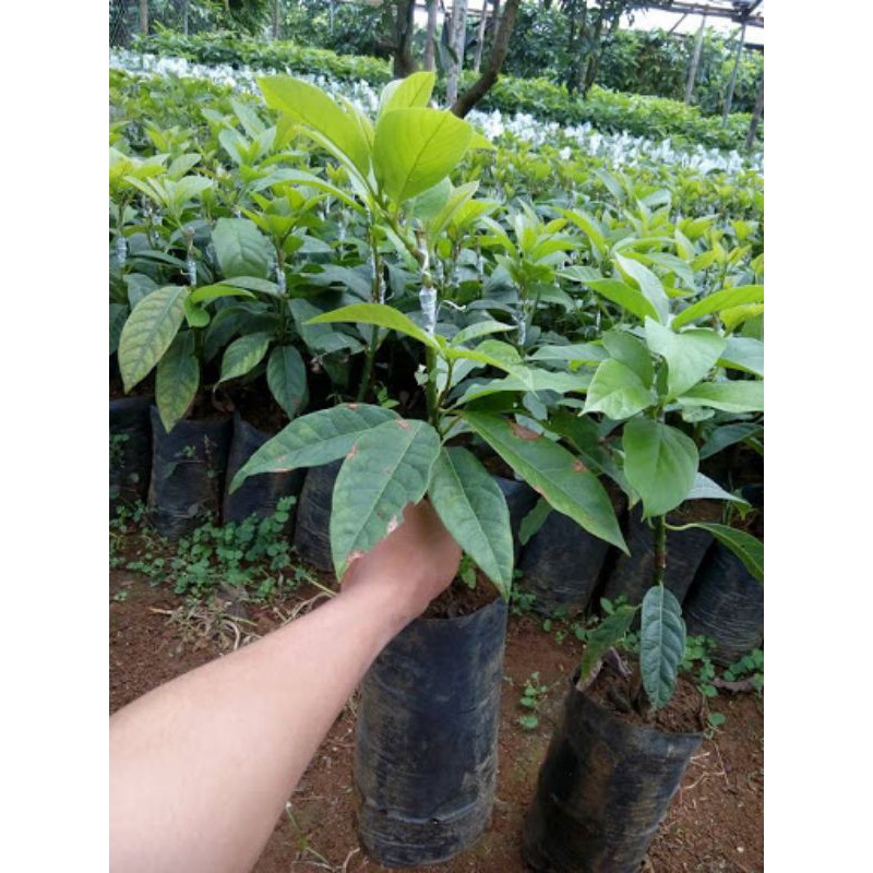 Cây giống bơ ngón tay Loka