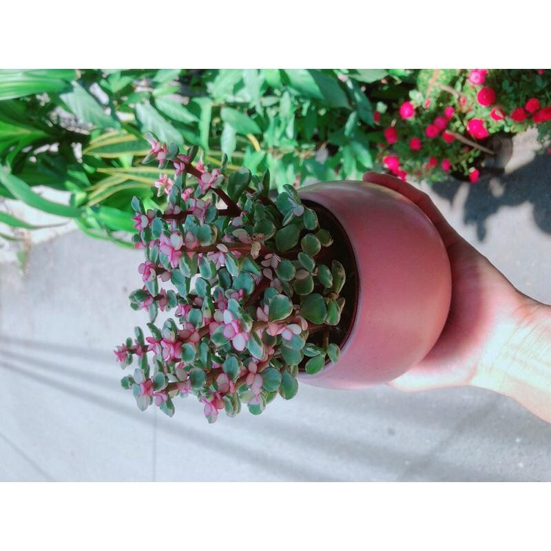 Chậu Cành Vàng Lá Ngọc