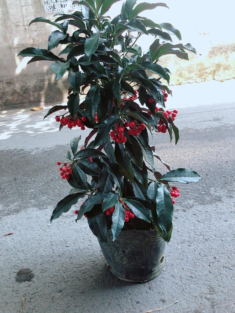 Cây Kim Ngân Lượng