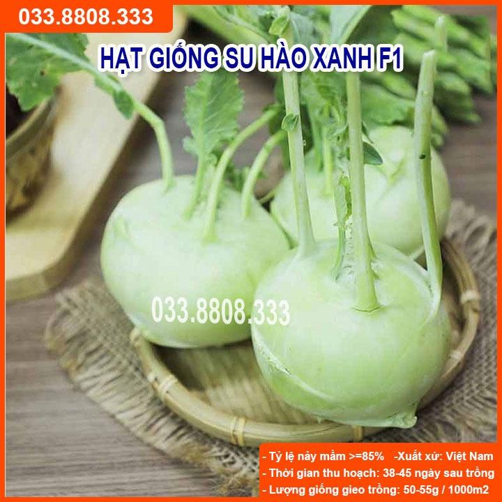 HẠT GIỐNG SU HÀO XANH 5gram - CỦ TO ĐẸP