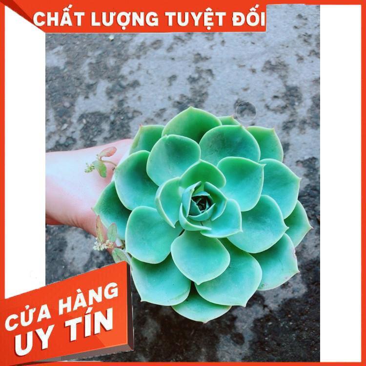Chậu Sen Đá Xanh Đất Nhiều Người Mua