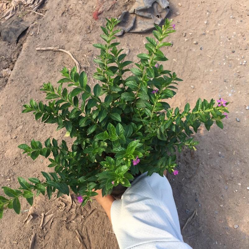 Cây hoa cẩm tú mai trồng bịch đen cao 10-15cm ra hoa và phát triển quanh năm