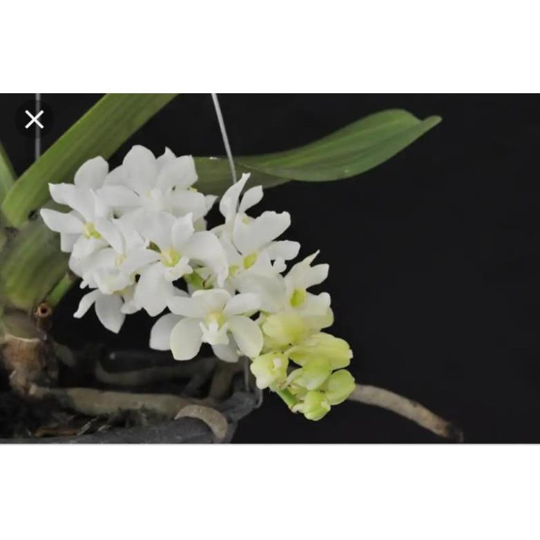 Combo 3 cốc ngọc điểm trắng tuyền