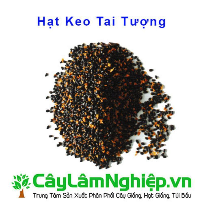 HẠT KEO TAI TƯỢNG