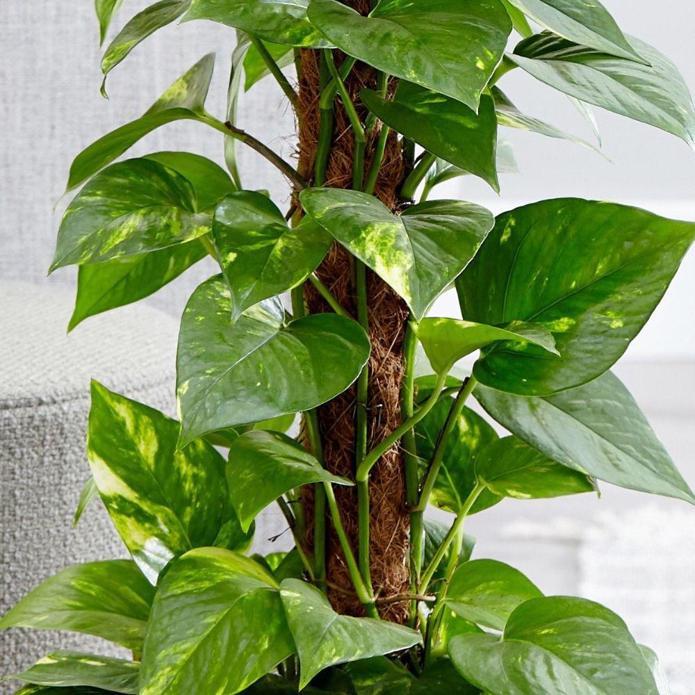 CÂY TRẦU BÀ LEO CỘT