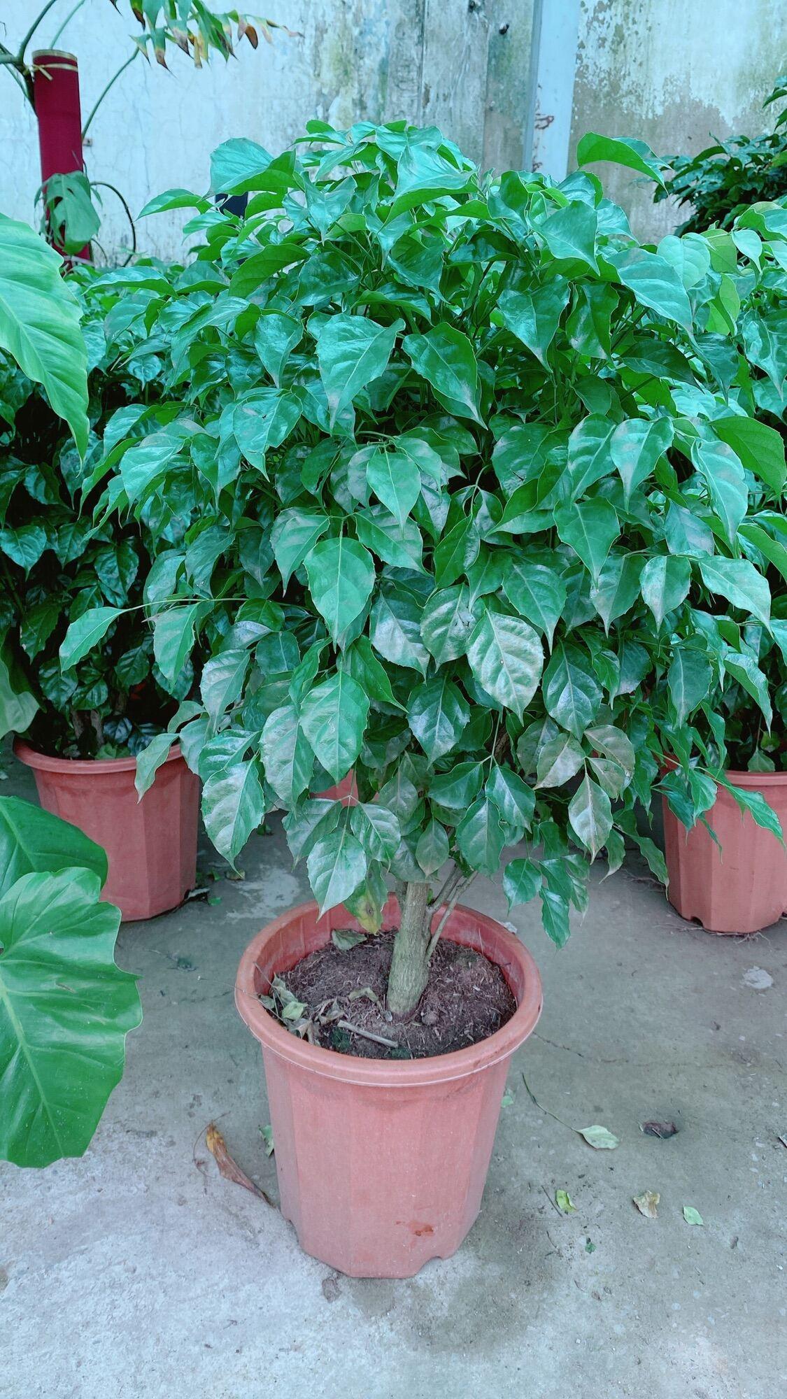 Cây Hạnh Phúc Lớn