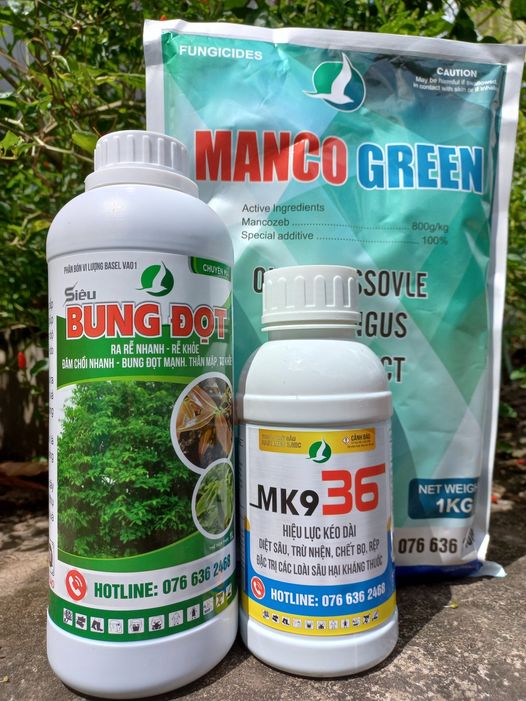 ̂ - Bật chồi, bung đọt - Sạch b ệnh, khỏe cây - Không lo sâu h ạ i