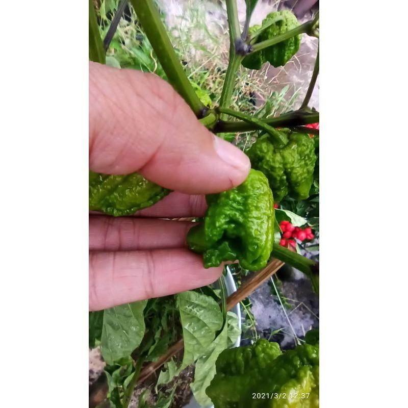 Hạt ớt carolina