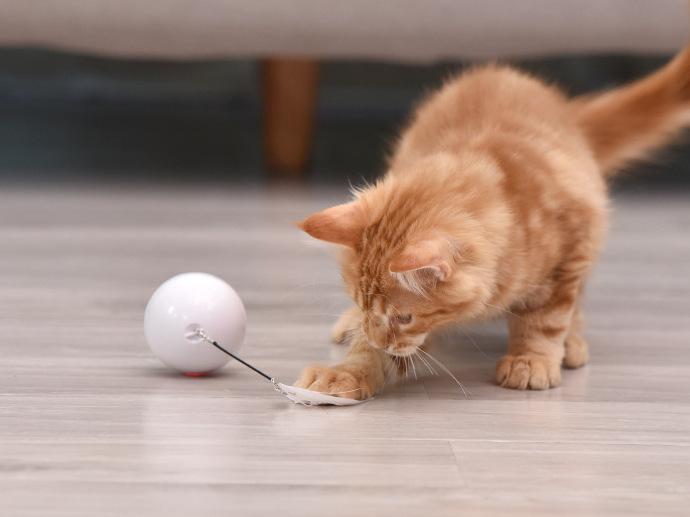 Đồ chơi cho mèo, Bóng mèo tương tác có đèn LED và Đồ chơi Catnip cho mèo trong nhà, Xoay tự động và Nâng cấp USB 2022
