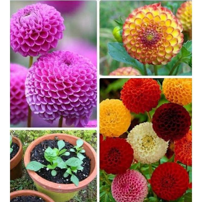 Hoa thược dược tổ ong Mix Màu - 1 gói 50 hạt